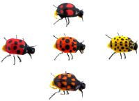 Mushka Bozh'ya korovka Mushka Bozh'ya korovka