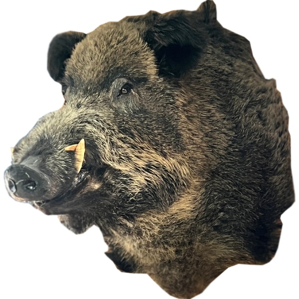 golova-kabana 2 golova-kabana 2