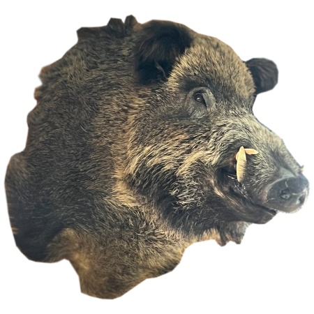 golova-kabana 1 golova-kabana 1