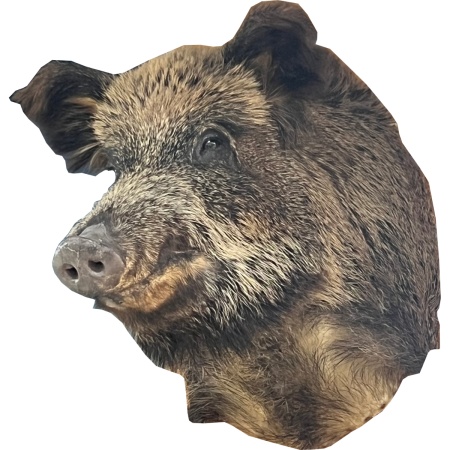 chuchelo-golova-kabana 2