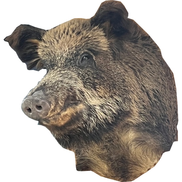 chuchelo-golova-kabana 2 chuchelo-golova-kabana 2