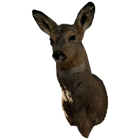 CHuchelo _Olen'_ CHuchelo _Olen'_